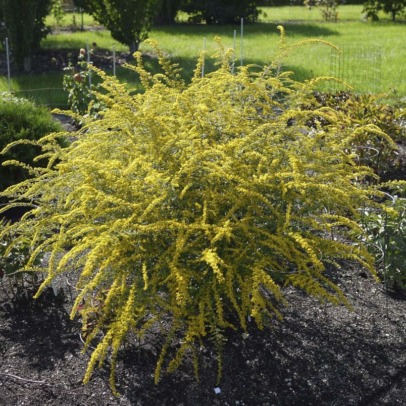 Solidago rugosa Fireworks (Plant habit)