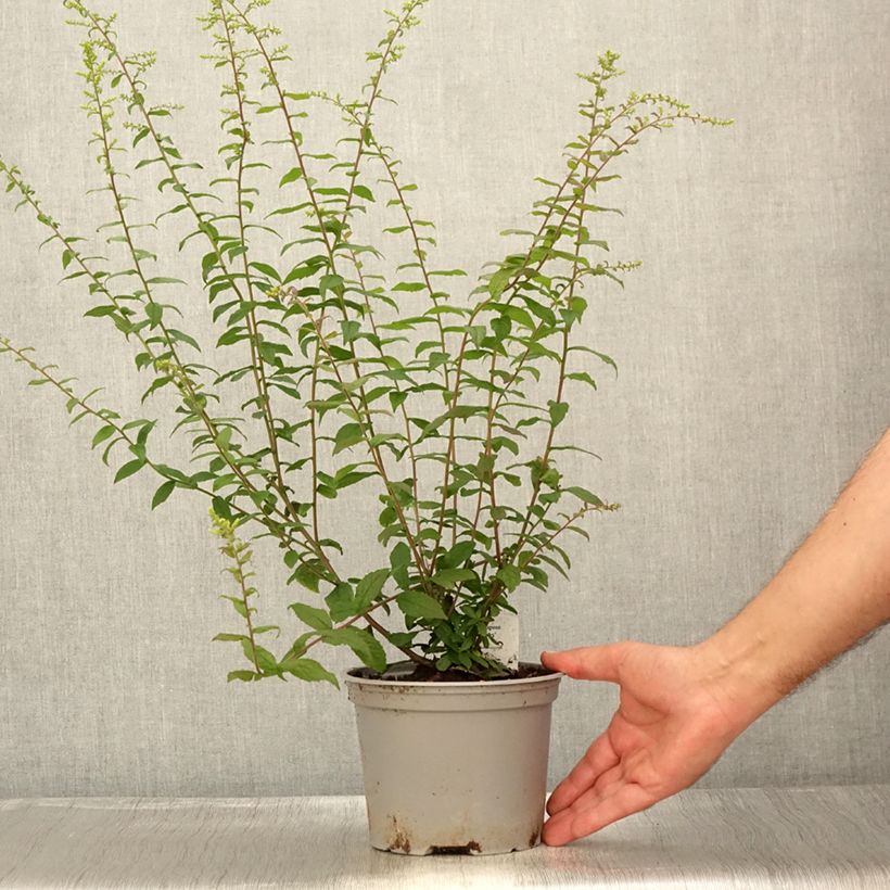 Solidago rugosa Fireworks 2L/3L pot sample as delivered in summer