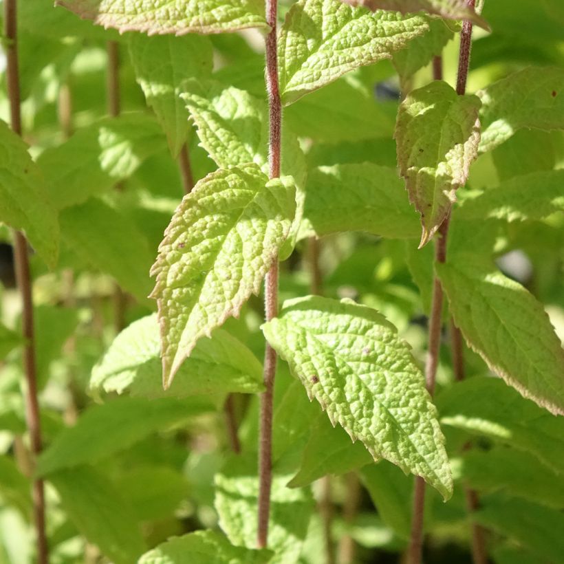 Solidago rugosa (Foliage)