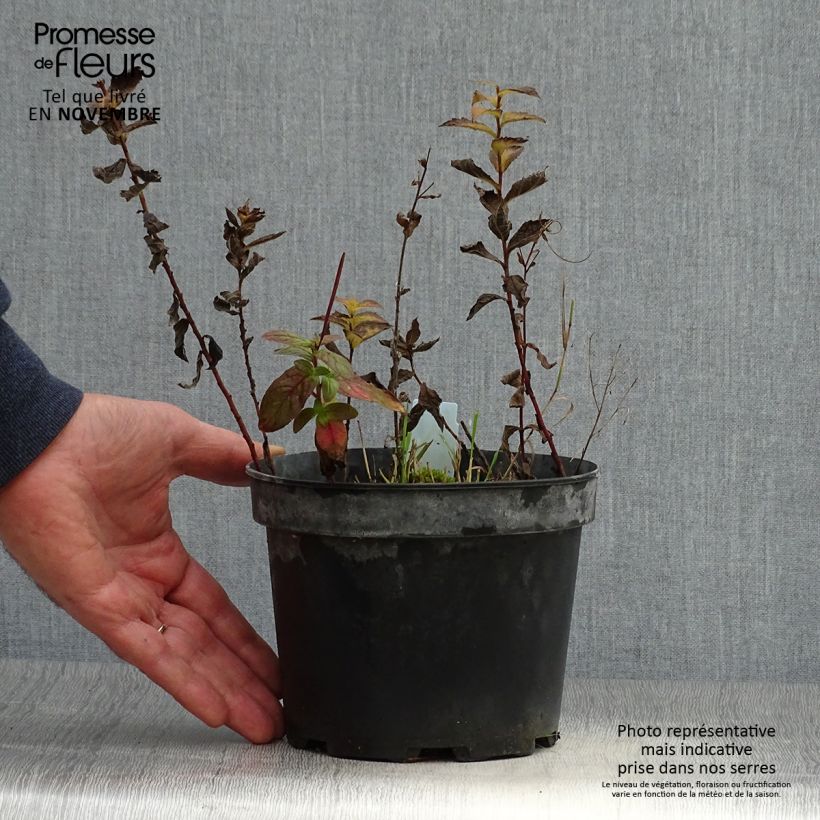 Solidago rugosa 2L/3L pot sample as delivered in autumn