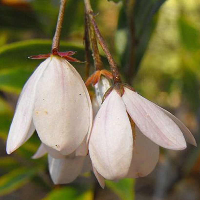 Sollya heterophylla Alba (Flowering)