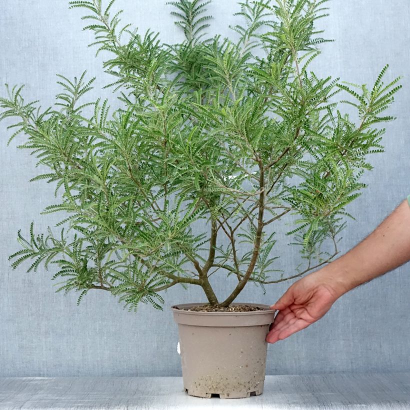 Sophora microphylla Dragon's Gold 4L/5L pot sample as delivered in summer