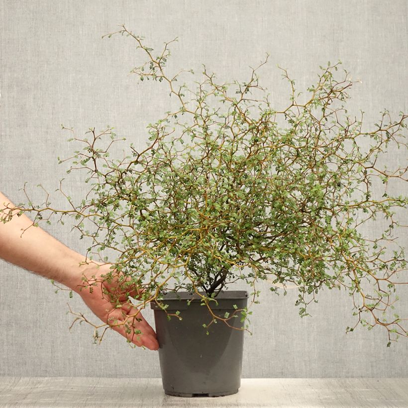 Sophora prostrata Little Baby 3L/4L pot sample as delivered in summer