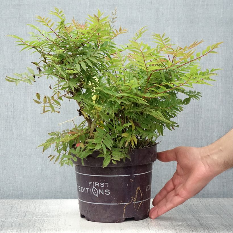 Sorbaria sorbifolia Matcha Ball 2L/3L pot sample as delivered in summer