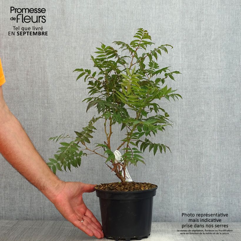 Sorbaria sorbifolia Pink Hopi 2L/3L pot sample as delivered in summer