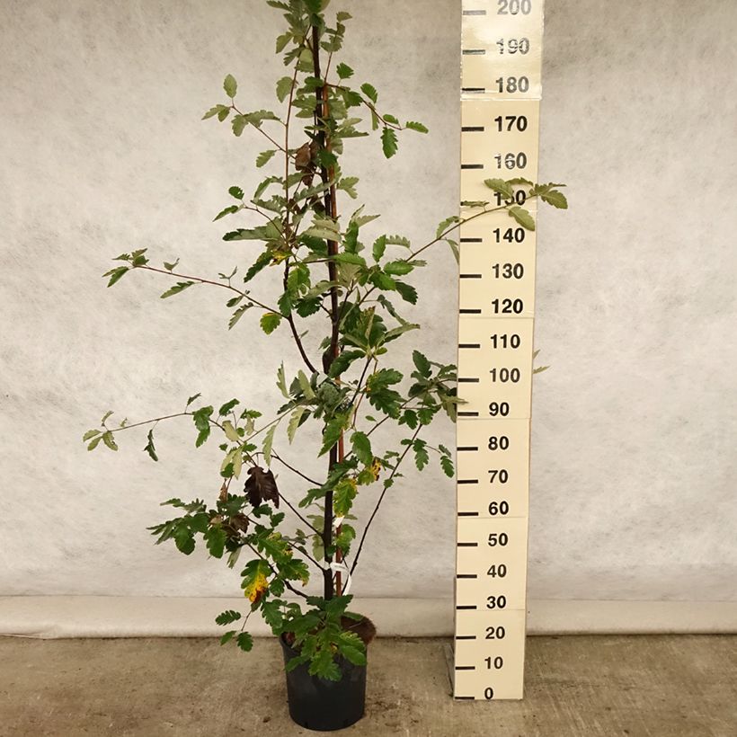 Sorbus intermedia Brouwers 7.5L/10L pot sample as delivered in summer