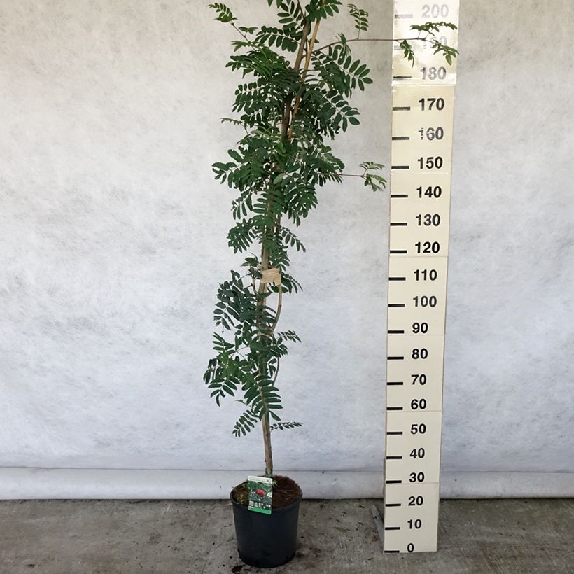 Sorbus aucuparia Sheerwater Seedling 7.5L/10L pot sample as delivered in summer