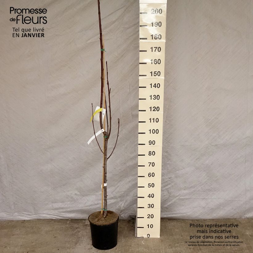 Sorbus aucuparia Sheerwater Seedling sample as delivered in winter