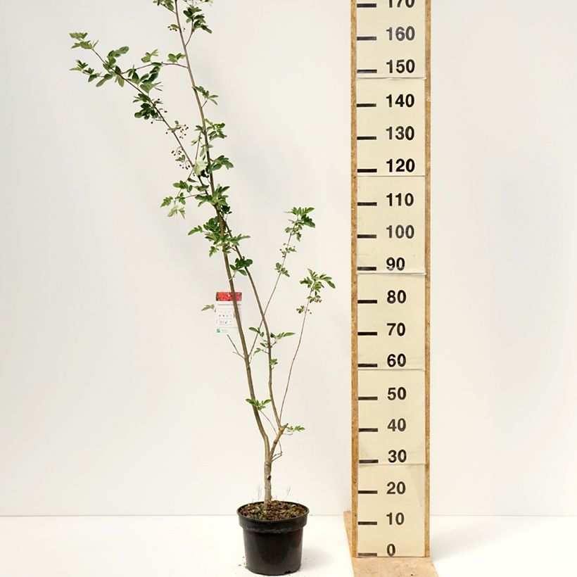 Sorbocotoneaster pozdnjakovii 4L/5L pot sample as delivered in spring