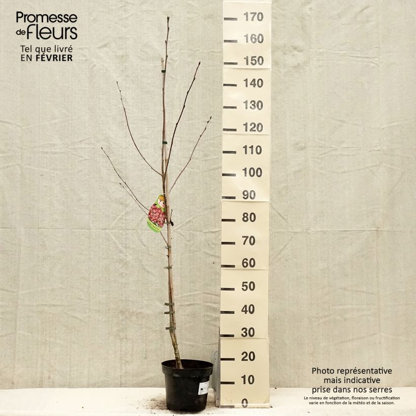Crataegosorbus Grananatnaja 4L/5L pot sample as delivered in winter