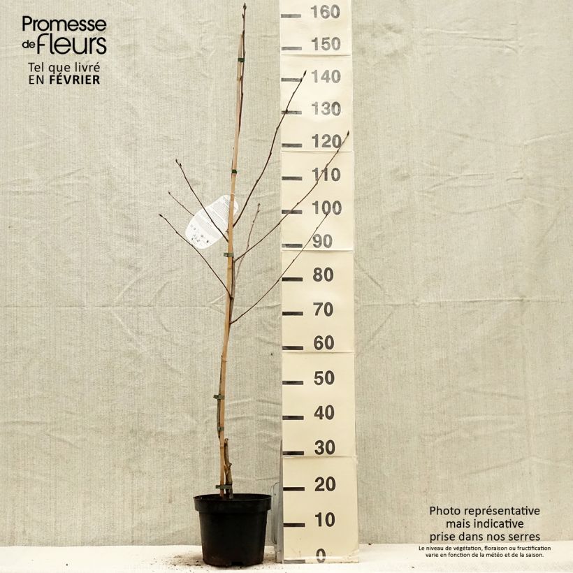 Sorbaronia Titan 4L/5L pot sample as delivered in winter