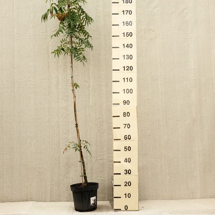 Sorbus commixta Olympic Flame 7.5L/10L pot sample as delivered in summer