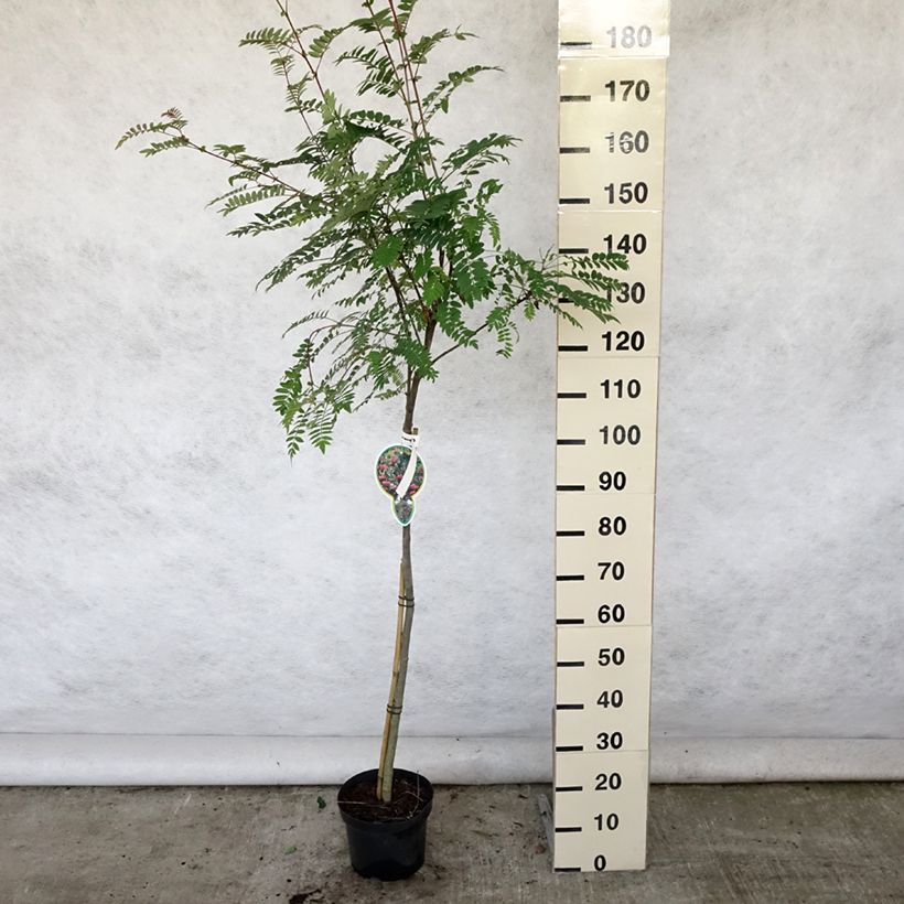Sorbus arnoldiana Pink Veil 4L/5L pot sample as delivered in summer