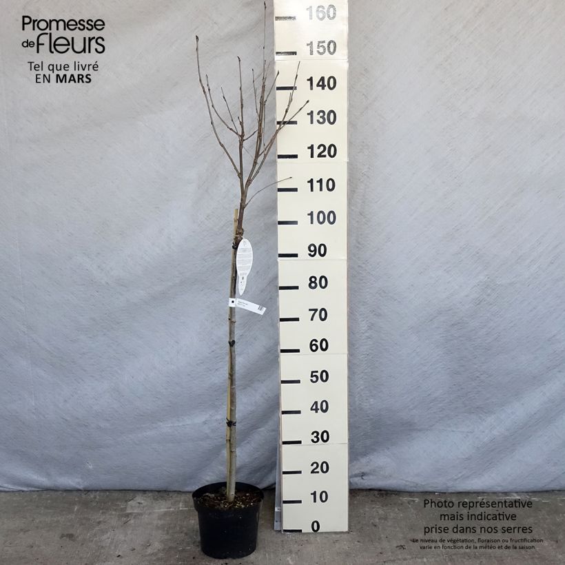 Sorbus arnoldiana Pink Veil 4L/5L potShipped height around 170cm sample as delivered in spring