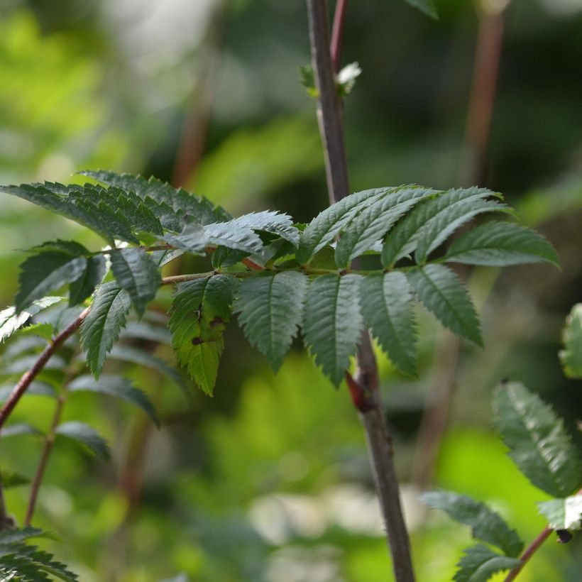 Sorbus aucuparia (Foliage)