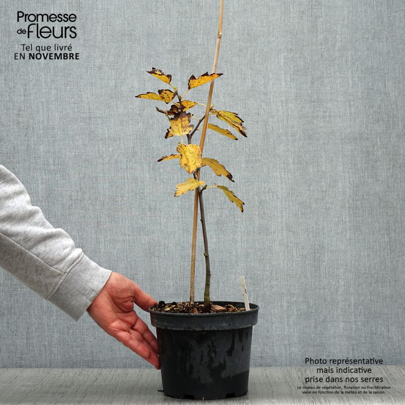 Sorbus torminalis 3L/4L pot sample as delivered in autumn