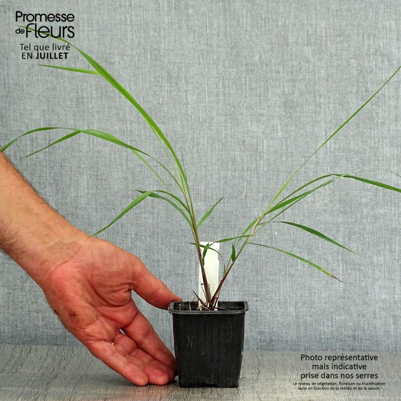 Sorghastrum nutans 8/9 cm pot sample as delivered in summer