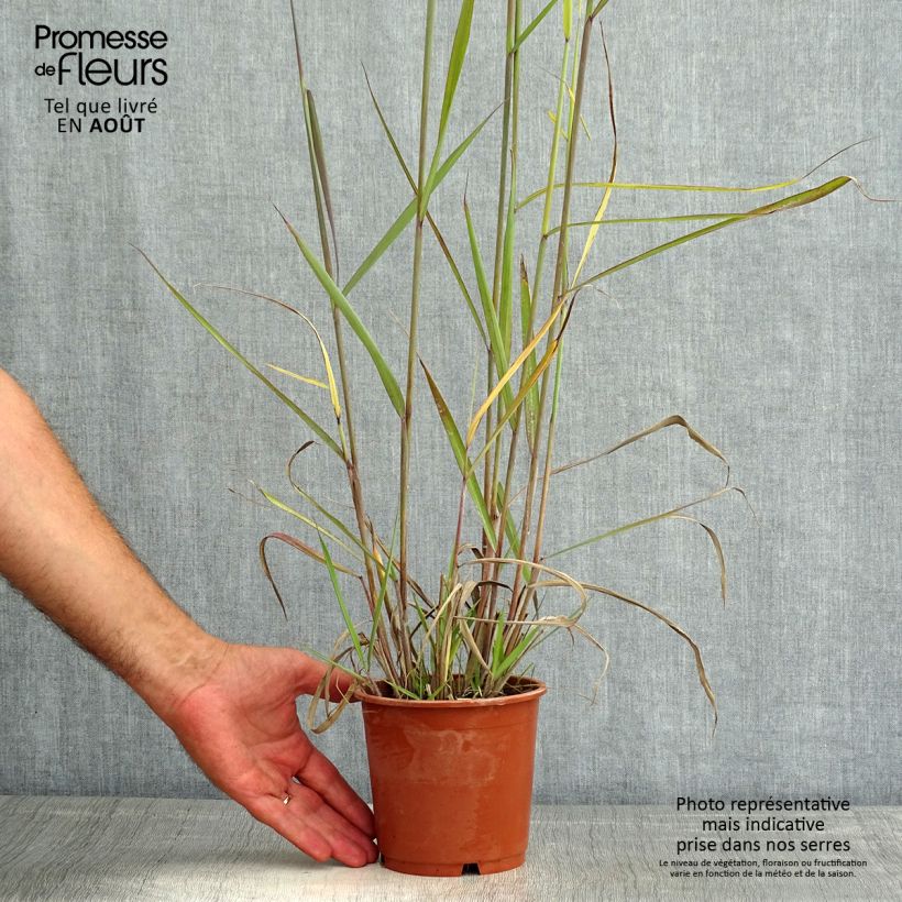 Sorghastrum nutans Sioux Blue 1L/1.5L pot sample as delivered in summer