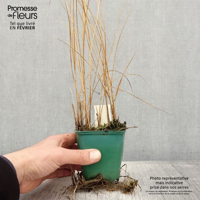 Spartina pectinata Aureomarginata 8/9 cm pot sample as delivered in winter