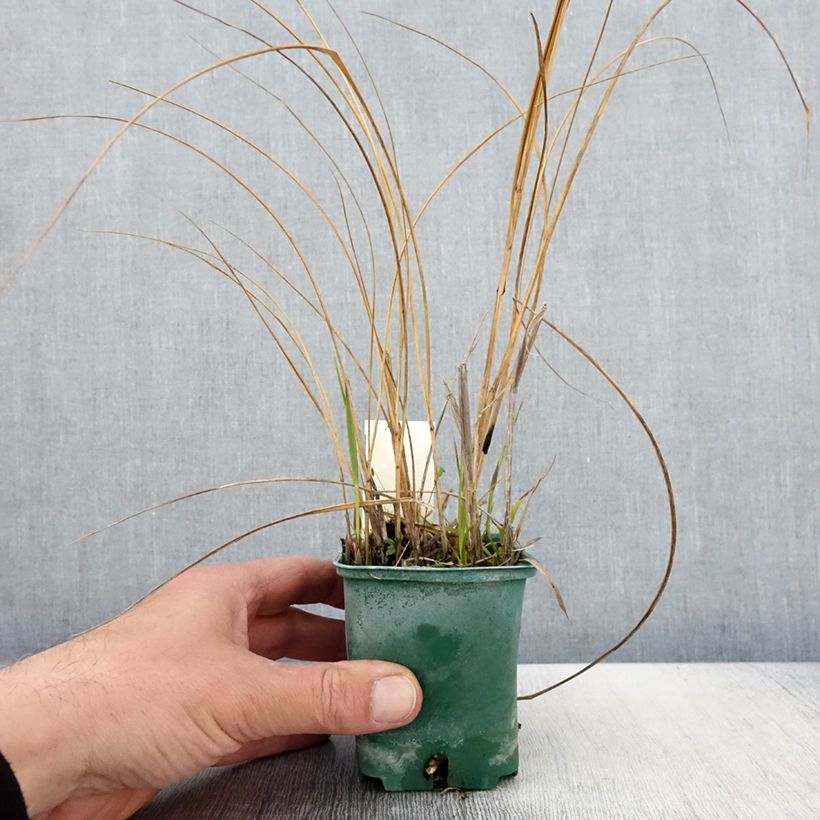 Spartina pectinata Aureomarginata - Spartine pectinée panachée Godet de 8/9 cm sample as delivered in spring