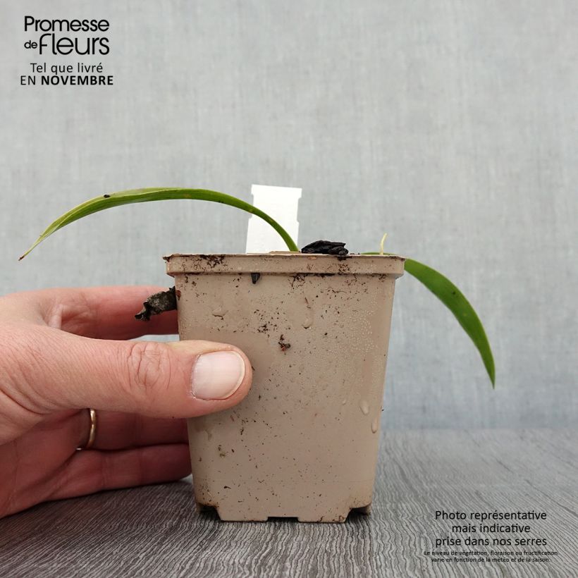 Speirantha convallarioides  8/9 cm pot sample as delivered in autumn