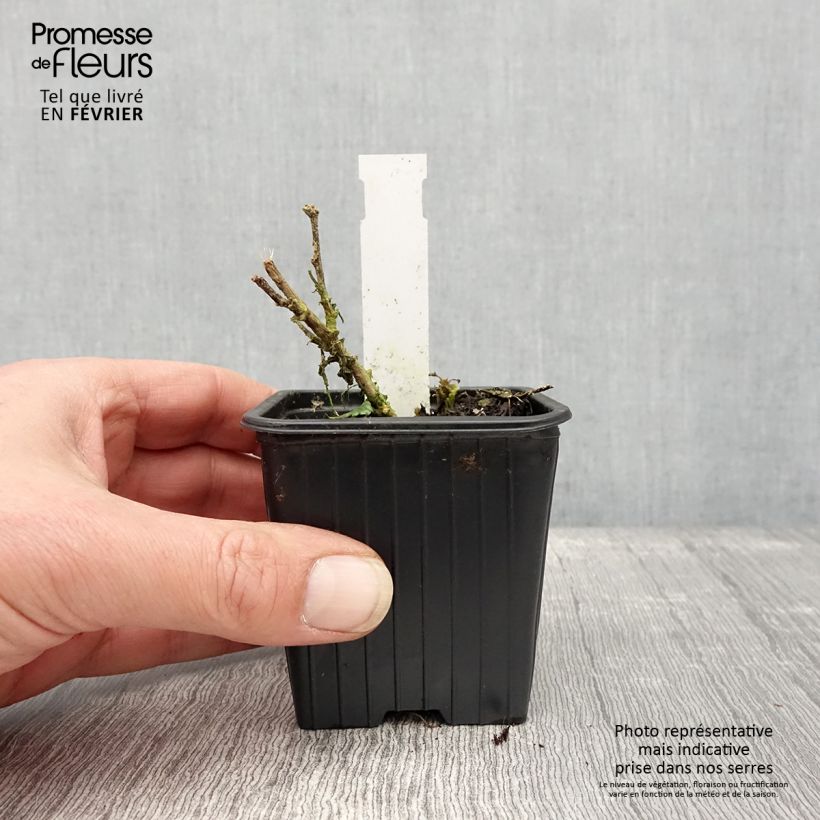 Sphaeralcea Charmeuse 8/9 cm pot sample as delivered in winter