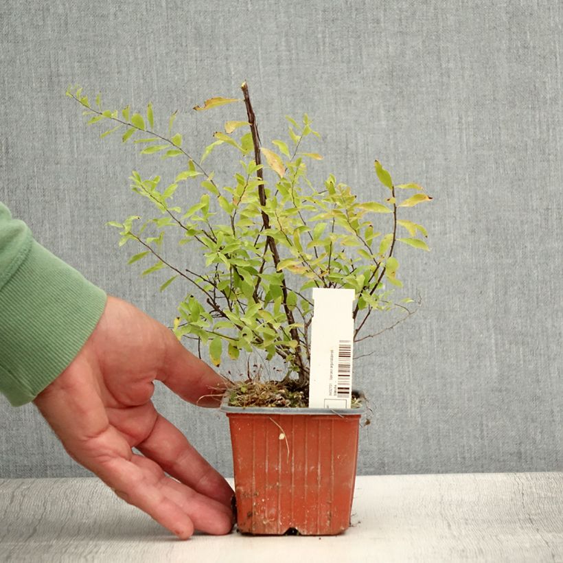 Spiraea arguta 8/9 cm pot sample as delivered in summer
