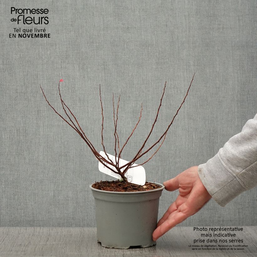 Spiraea betulifolia Island 2L/3L pot sample as delivered in autumn