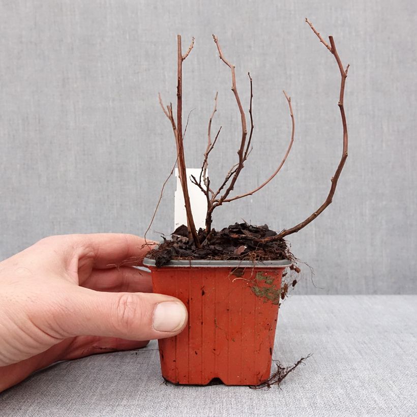 Spiraea betulifolia Island 8/9 cm pot sample as delivered in winter