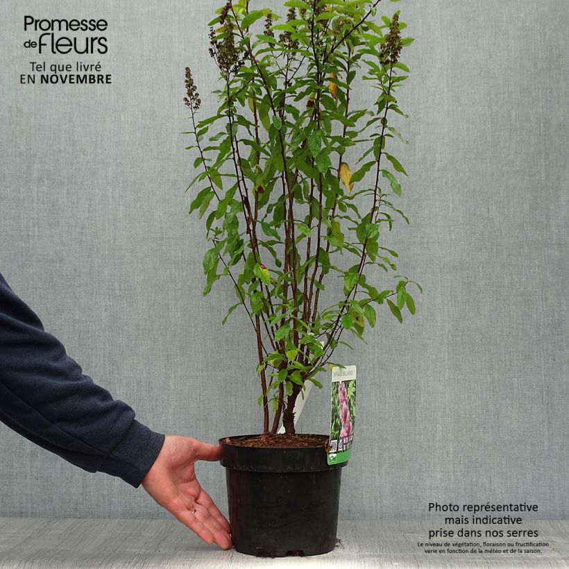 Spiraea x billiardii 3L/4L pot sample as delivered in autumn