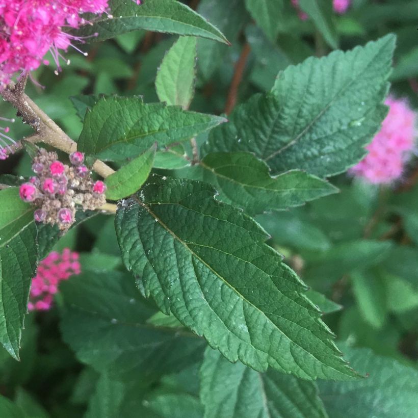 Spiraea bumalda Superstar (Foliage)