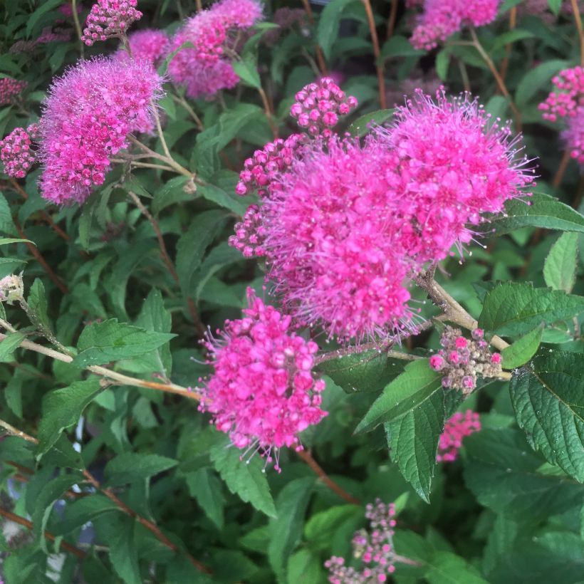 Spiraea bumalda Superstar (Flowering)