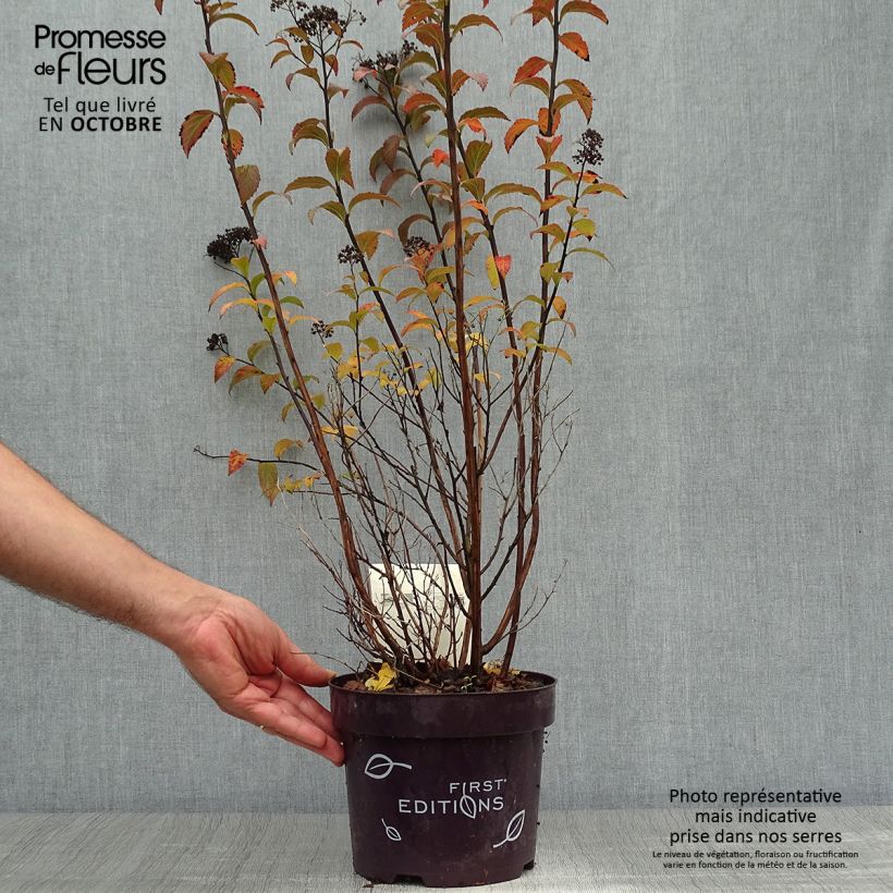 Spiraea bumalda Superstar 3L/4L pot sample as delivered in autumn