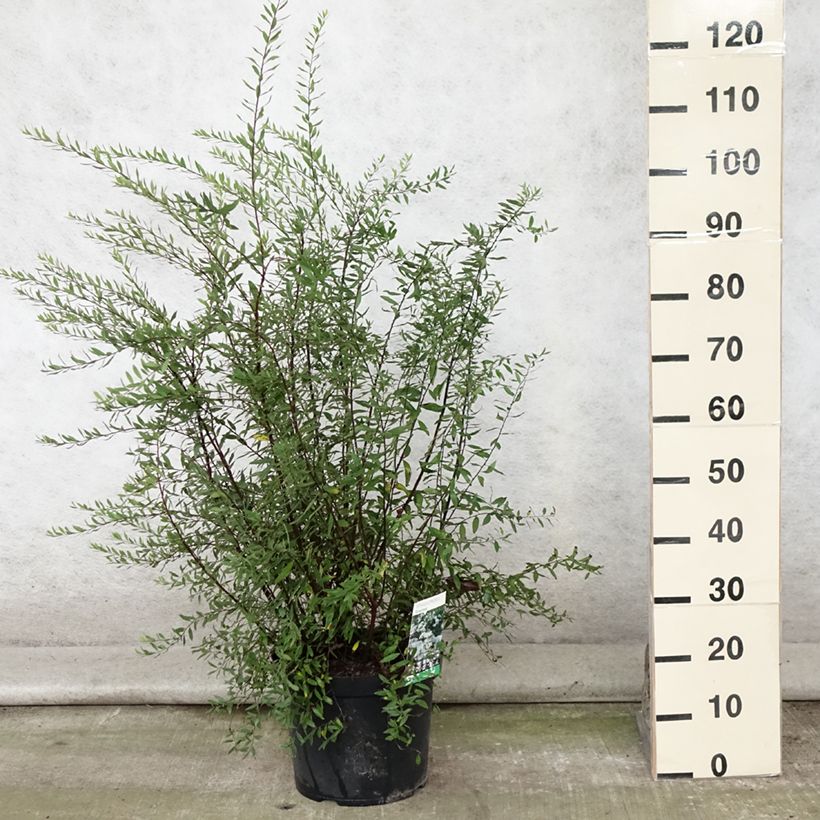 Spiraea cinerea Graciosa 7.5L/10L pot sample as delivered in summer