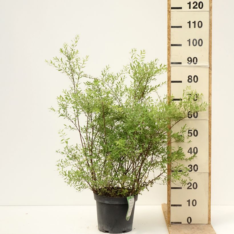 Spiraea cinerea Grefsheim 7.5L/10L pot sample as delivered in spring