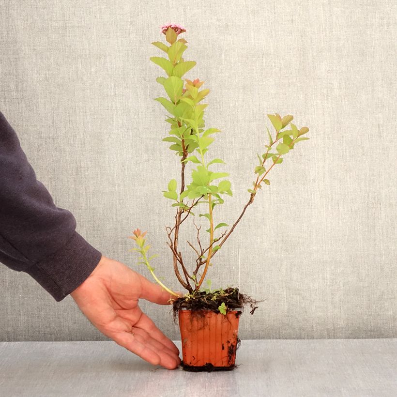Spiraea densiflora var. splendens 8/9 cm pot sample as delivered in spring