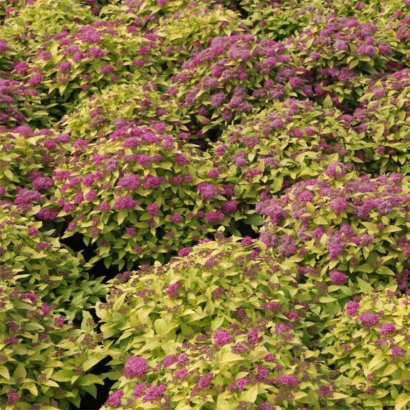 Spiraea japonica Double Play Gold (Flowering)