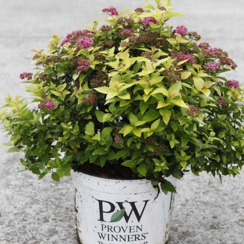 Spiraea japonica Double Play Gold (Plant habit)