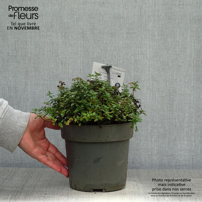 Spiraea japonica Odessa 2L/3L pot sample as delivered in autumn