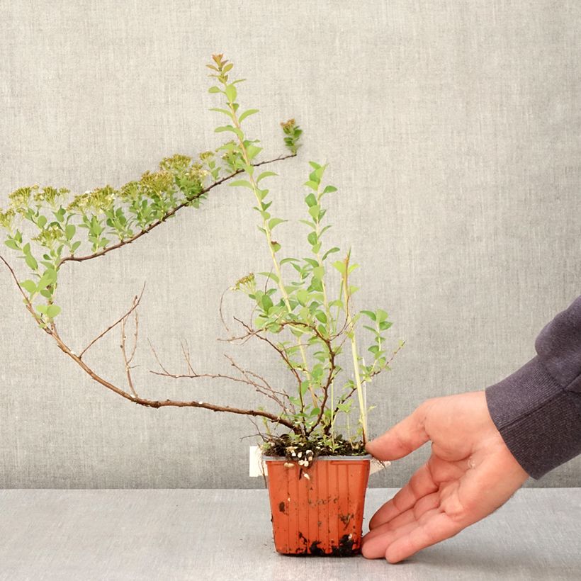 Spiraea nipponica June Bride 8/9 cm pot sample as delivered in spring