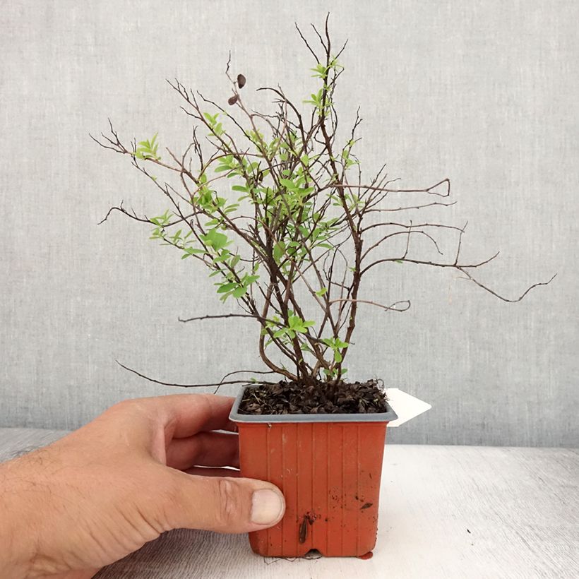 Spiraea nipponica Snowmound 8/9 cm pot sample as delivered in summer