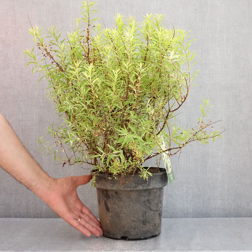 Spiraea thunbergii Mount Fuji - Japanese Spiraea  4L/5L pot sample as delivered in spring