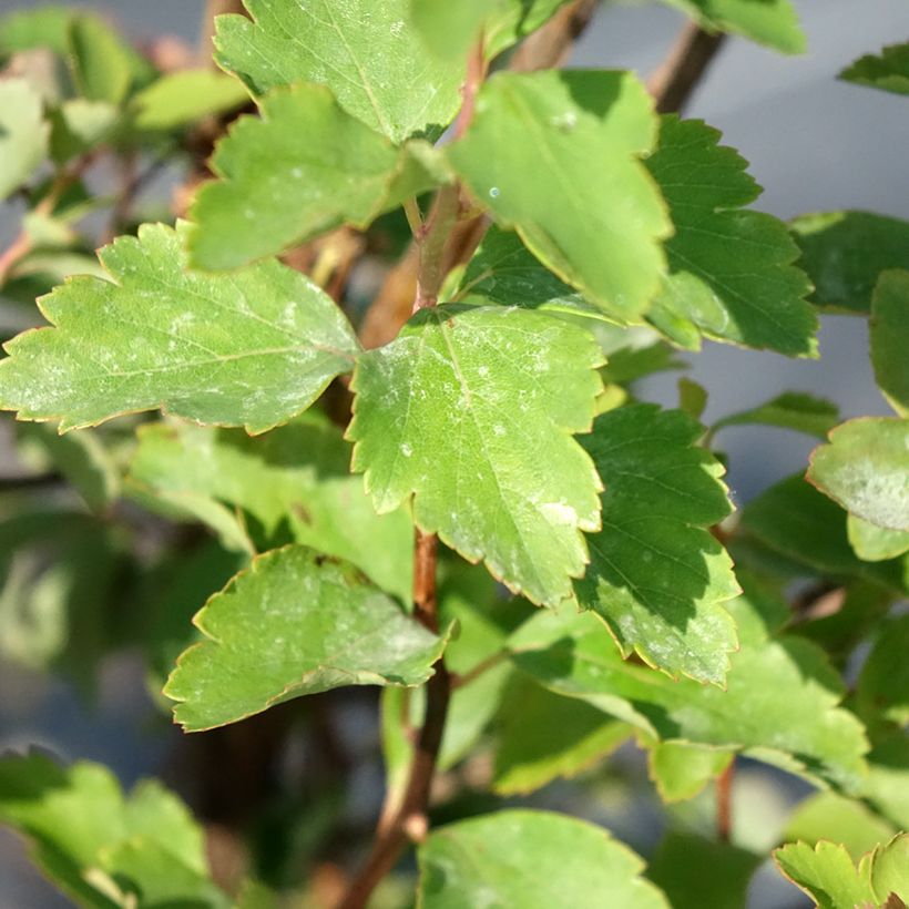 Spiraea x vanhouttei (Foliage)