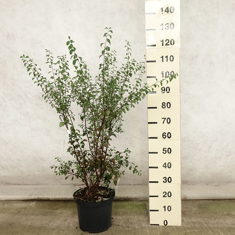 Spiraea x vanhouttei 7.5L/10L pot sample as delivered in summer
