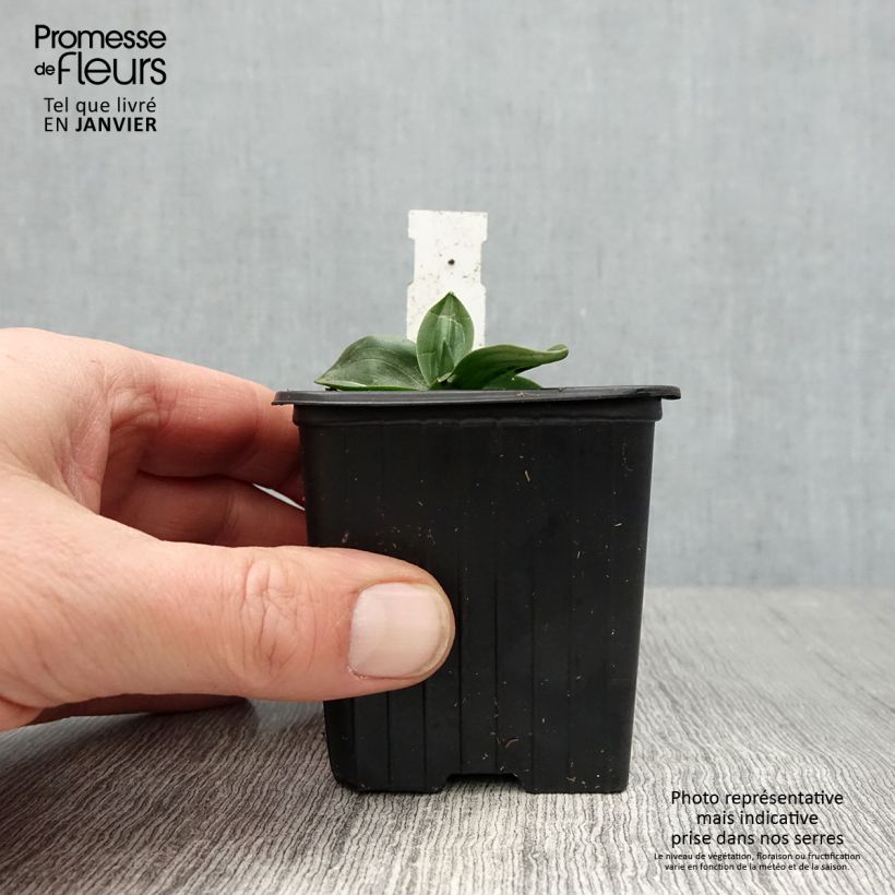 Spiranthes Cernua var odorata - Chadds Ford 8/9 cm pot sample as delivered in winter