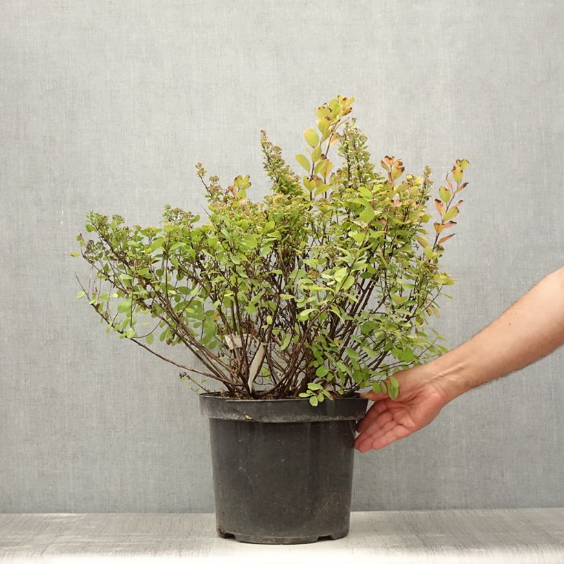 Spiraea betulifolia Tor Gold 7.5L/10L pot sample as delivered in summer