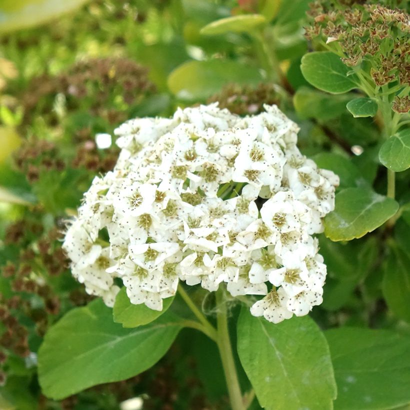 Spiraea betulifolia Tor Gold (Flowering)