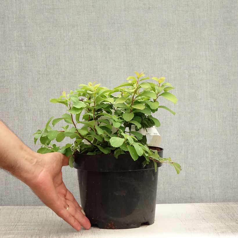 Spiraea betulifolia Tor Gold 3L/4L pot sample as delivered in summer