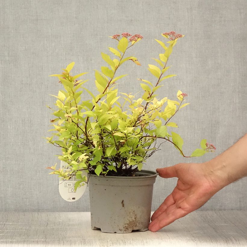 Spiraea japonica Candlelight 2L/3L pot sample as delivered in summer