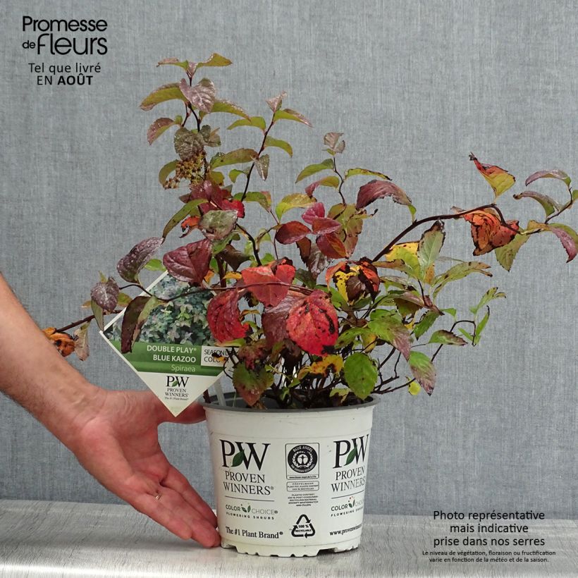 Spiraea japonica Double Play Kazoo 2L/3L pot sample as delivered in summer